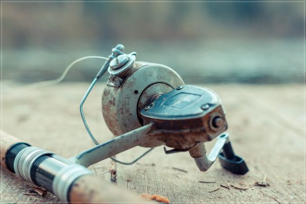 Kołowrotek Shimano Carp 3000