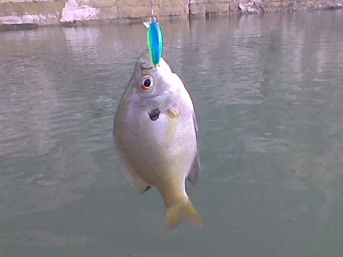 Wobler DAM Original Floating 5cm naturalny okoń